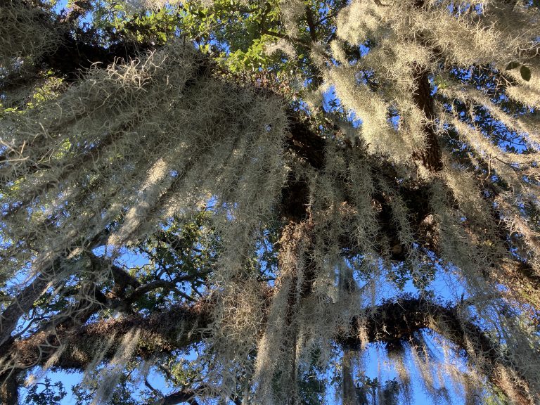 Cypress Tree and Spanish Moss