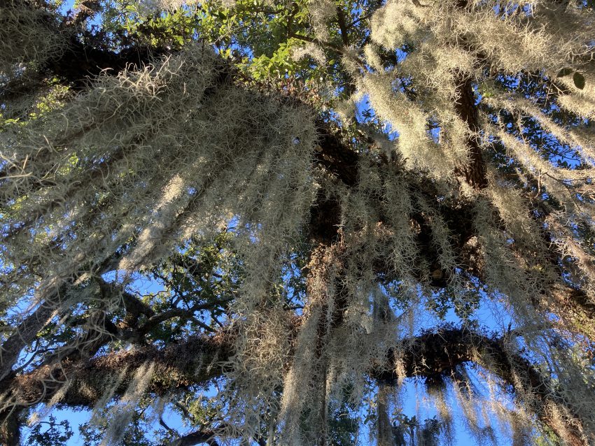 Cypress Tree and Spanish Moss